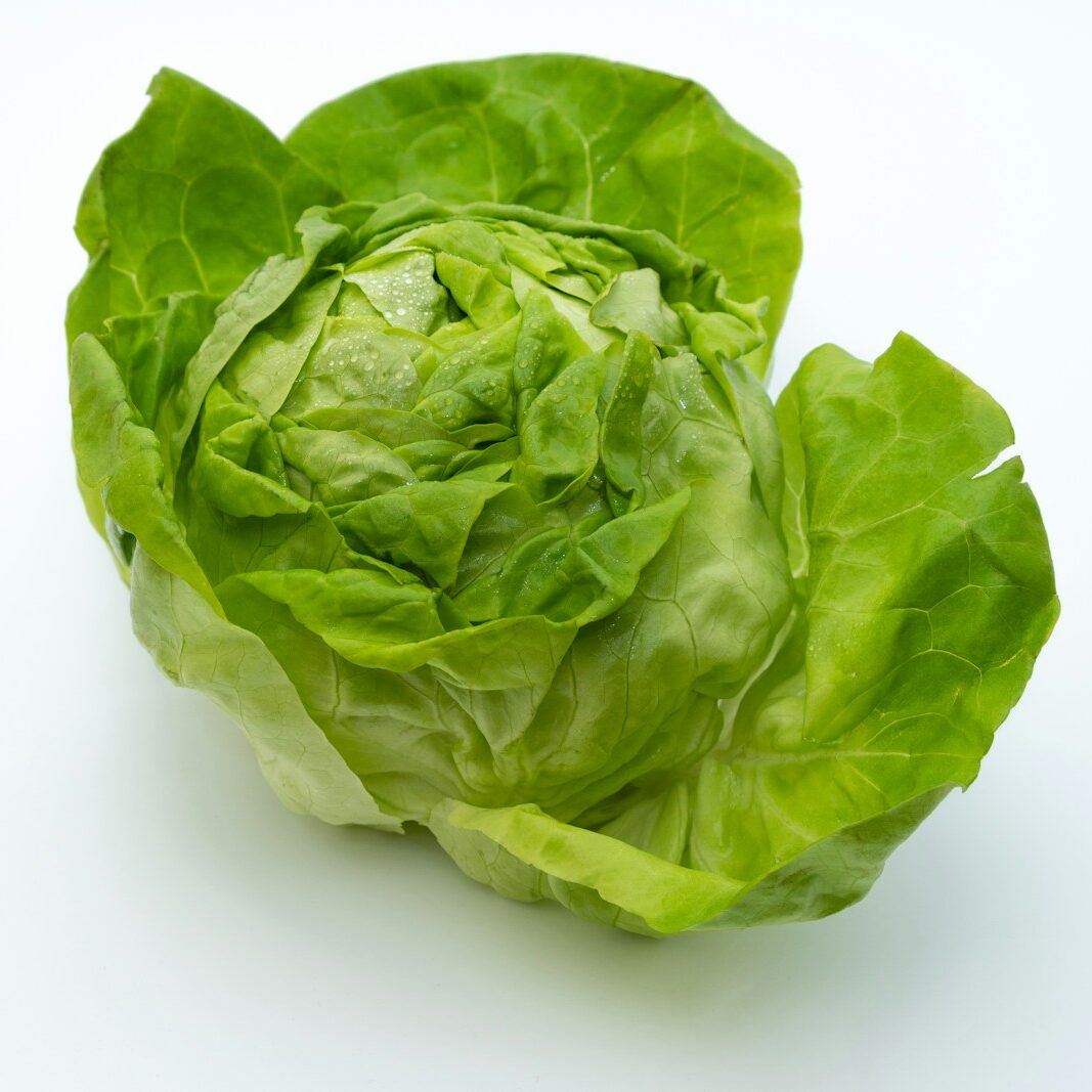 a head of lettuce on a white background