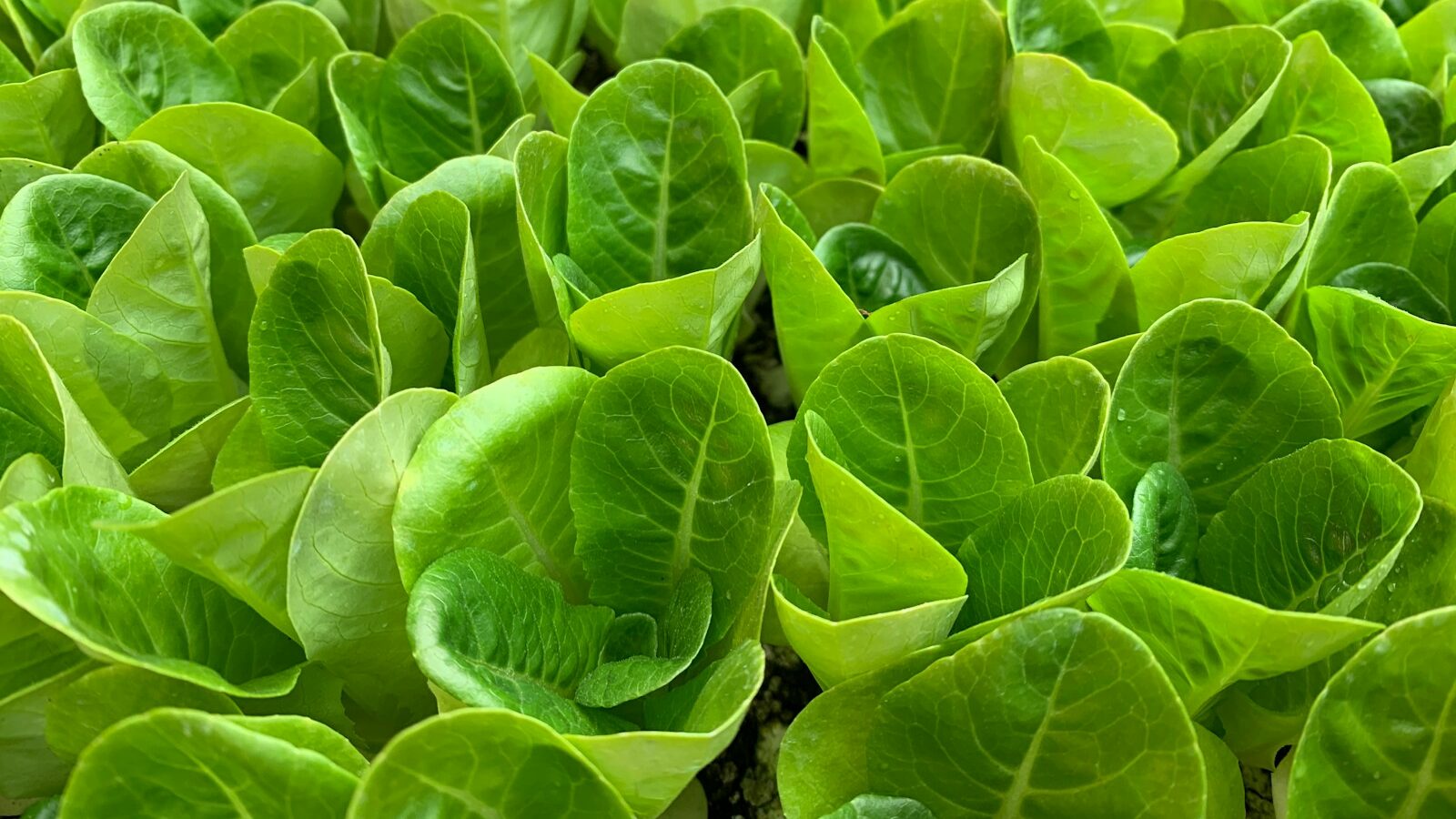 green-leafed plant