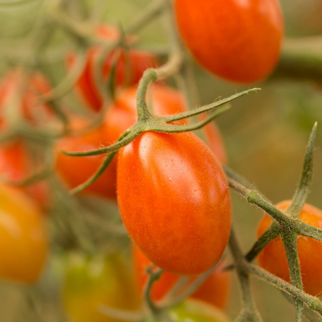 red and yellow round fruits