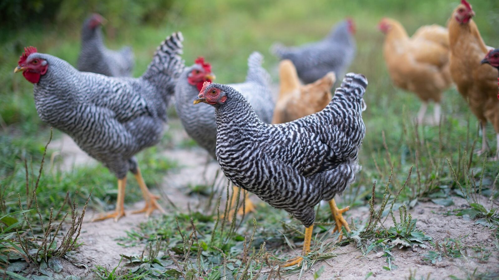 flock of chicken on green grass field during daytime