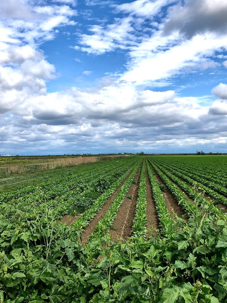 green plants under blue sky during daytime