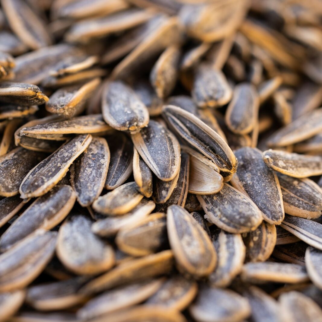 a close up of a pile of sunflower seeds